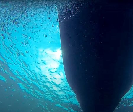 ONUC REEF