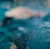 PINA REEF