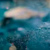 PINA REEF