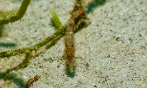 Stekfoto