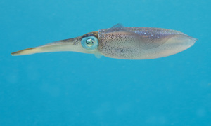 Stekfoto