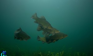 Stekfoto