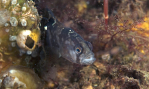 Stekfoto