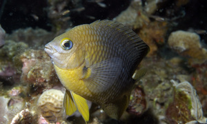 Stekfoto
