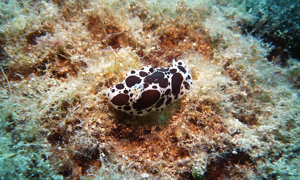 Stekfoto