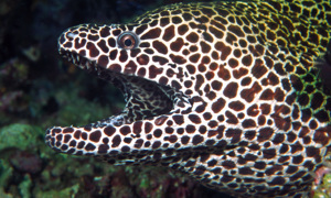 Stekfoto