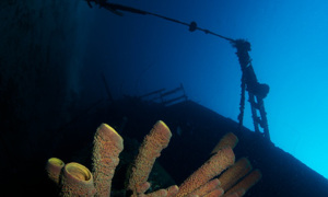 Stekfoto