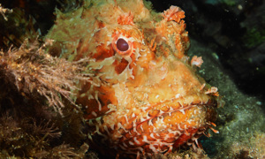 Stekfoto