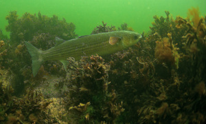 Stekfoto