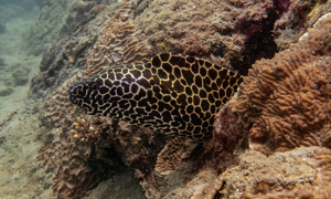 Stekfoto