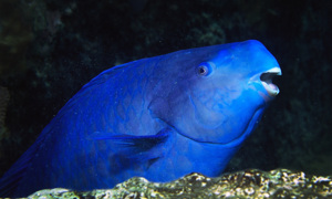Stekfoto