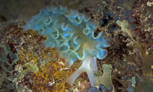 Stekfoto