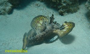Stekfoto