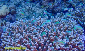 Stekfoto