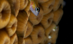 Stekfoto
