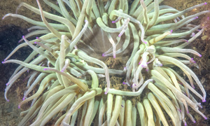 Stekfoto