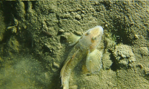 Stekfoto