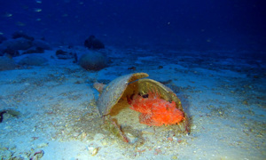 Stekfoto
