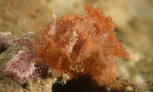 Stekfoto