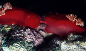 Stekfoto