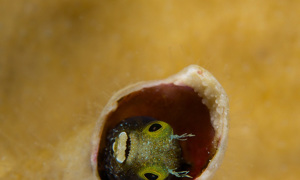 Stekfoto