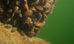 Stekfoto