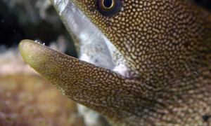 Stekfoto