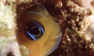 Stekfoto