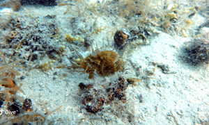 Stekfoto