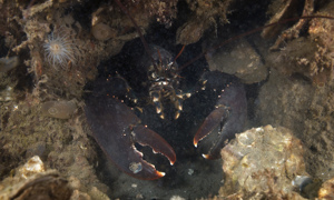 Stekfoto