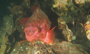 Stekfoto
