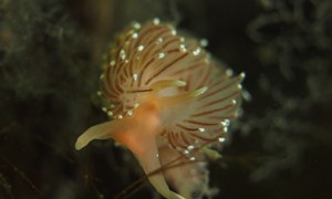Stekfoto