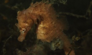 Stekfoto