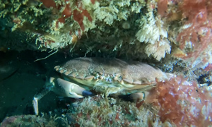 Stekfoto