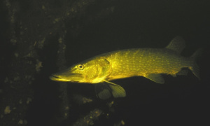 Stekfoto
