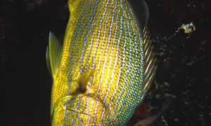 Stekfoto