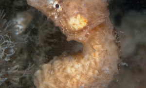 Stekfoto