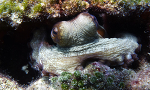 Stekfoto