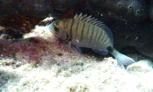 Stekfoto