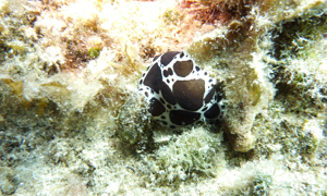 Stekfoto