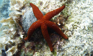 Stekfoto