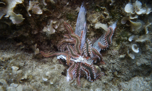 Stekfoto