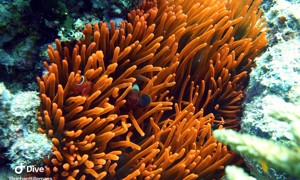 Stekfoto
