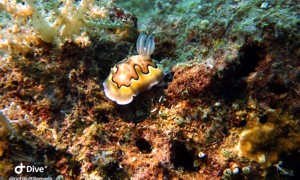Stekfoto