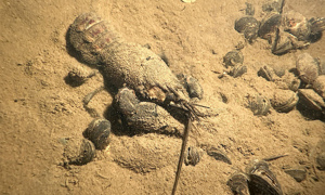 Stekfoto