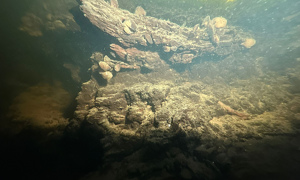 Stekfoto