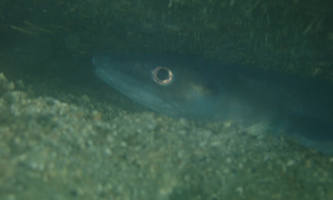 Stekfoto