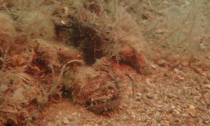 Stekfoto