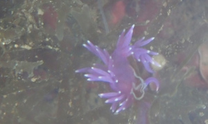 Stekfoto