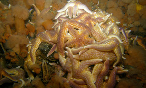 Stekfoto